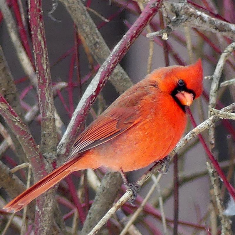 Red-Twig Dogwood (Cornus sericea)