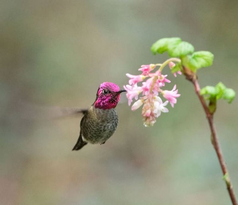 Currant (Ribes sanguineum)