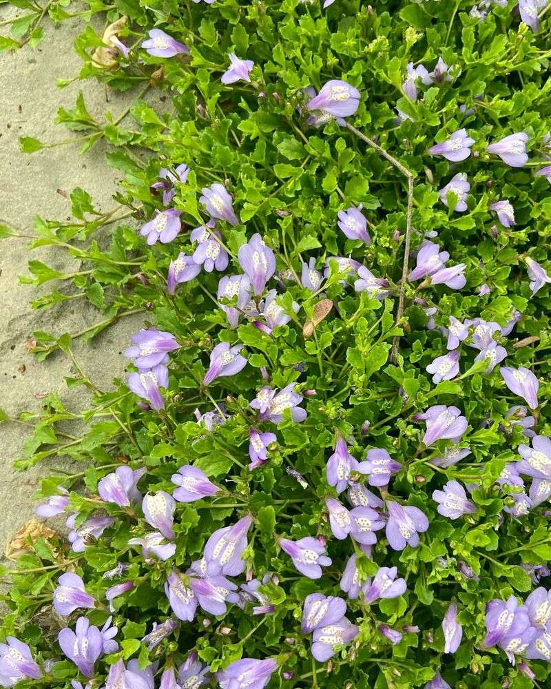 Mazus (Mazus reptans)