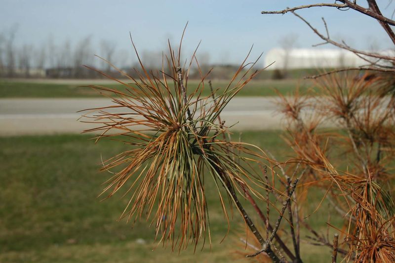 Salt Prevents Plants From Absorbing Important Nutrients
