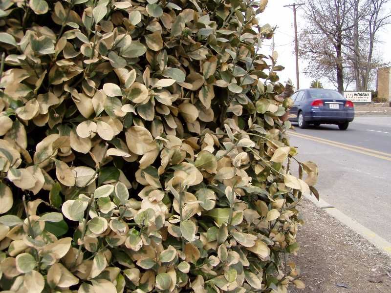 Leaf And Needle Browning Is Often Salt Damage