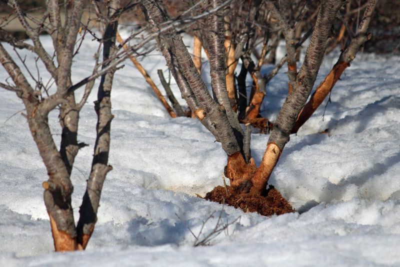 Rodent Damage To Plant Roots And Bark Under Snow