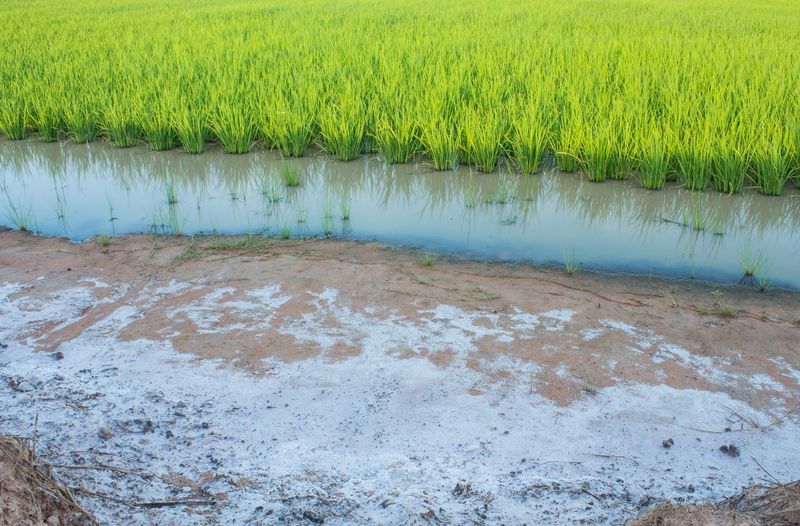 Salt Buildup Changes Soil Structure And Reduces Drainage