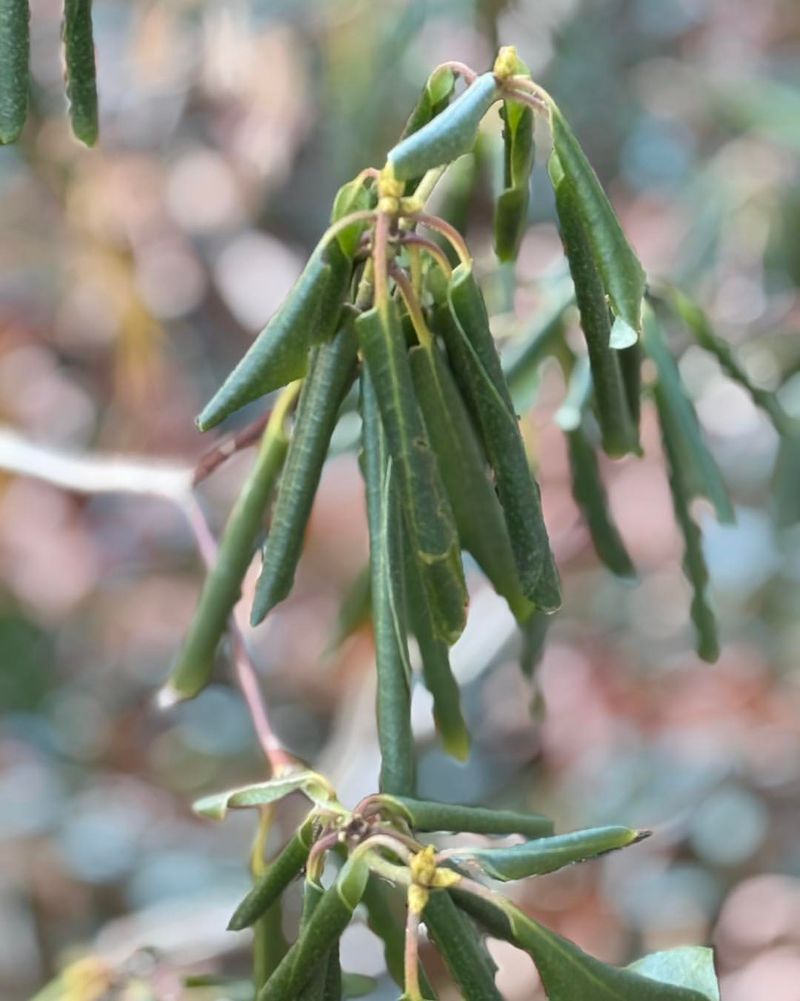 Salt Pulls Moisture Out Of Plant Roots