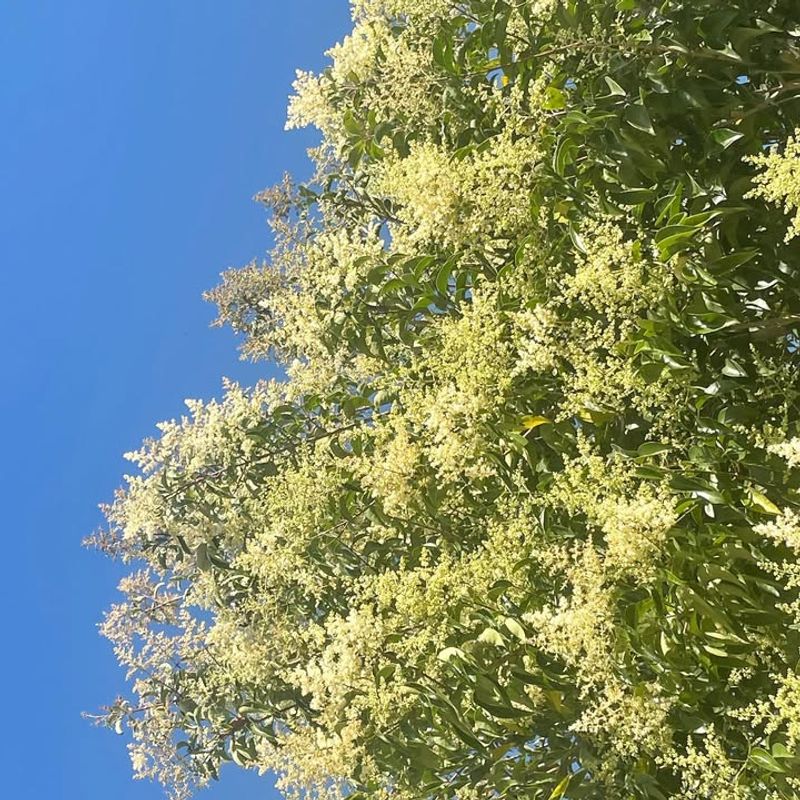 Glossy Privet (Ligustrum Lucidum — Tree Form)