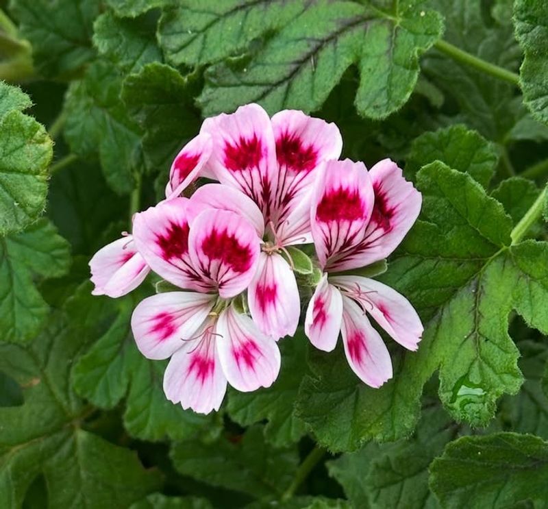 Geraniums (Scented)