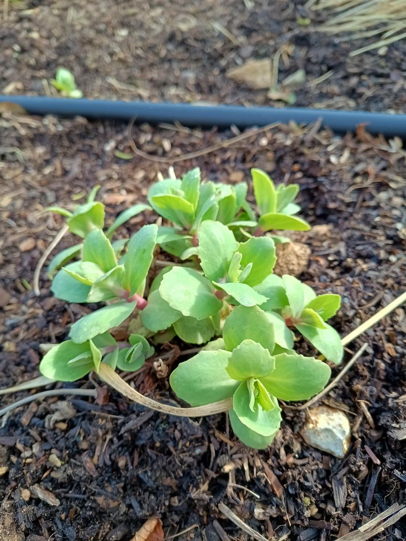 Sedum