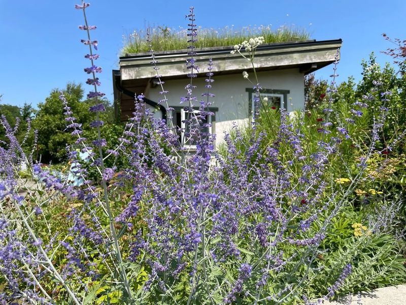Russian Sage