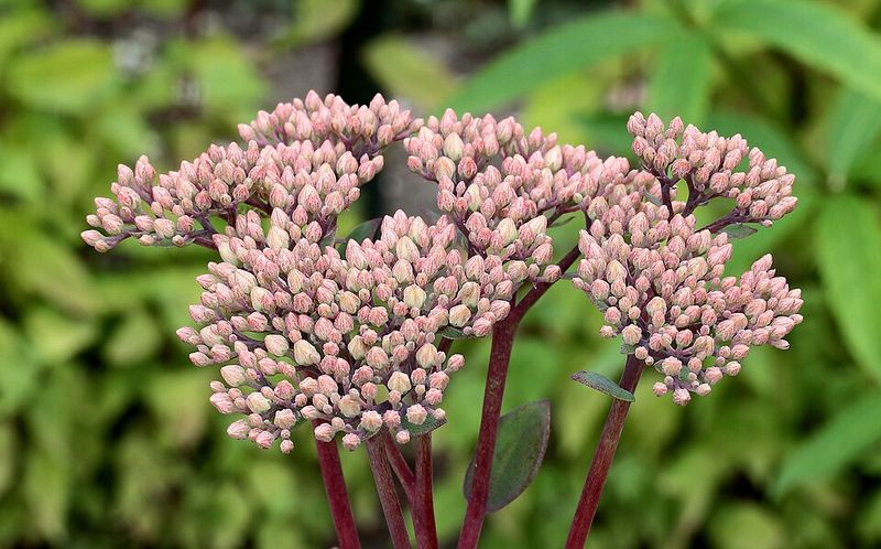 Sedum