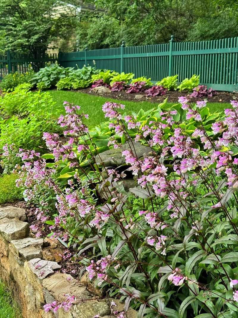Penstemon 'Midnight Masquerade'