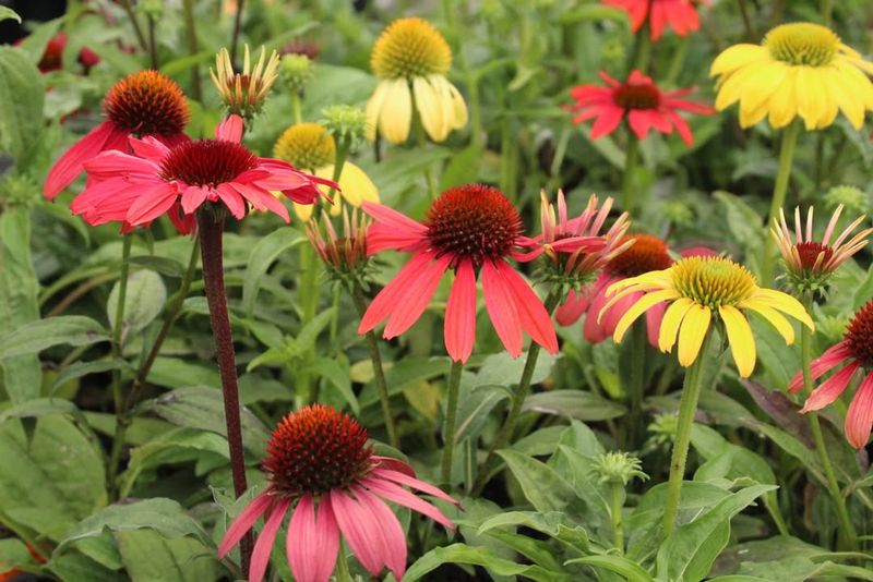 Echinacea