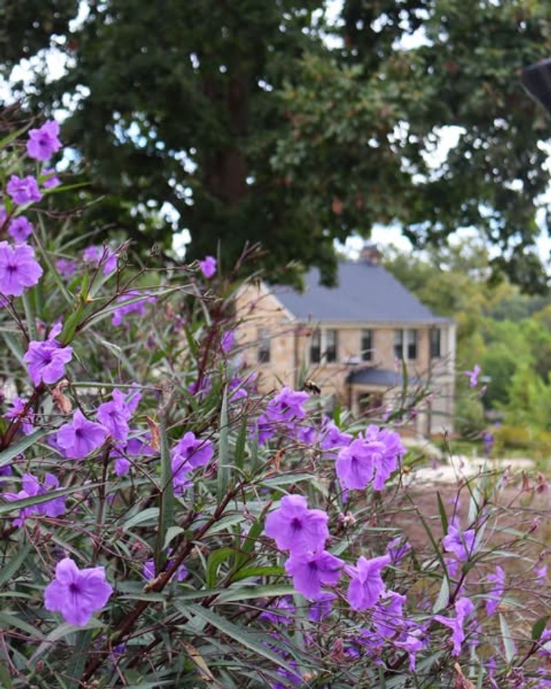 Ruellia Brittoniana (Mexican Petunia)