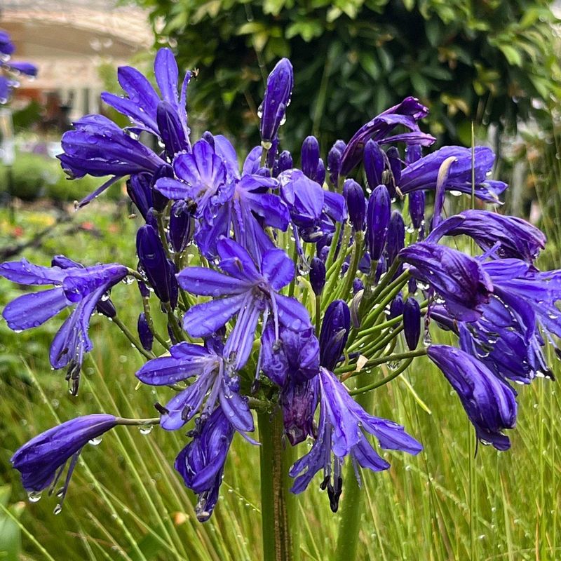 Agapanthus: Lily Of The Nile For Warm Spots