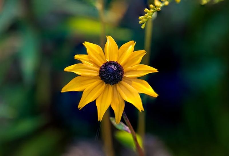Rudbeckia fulgida Goldsturm