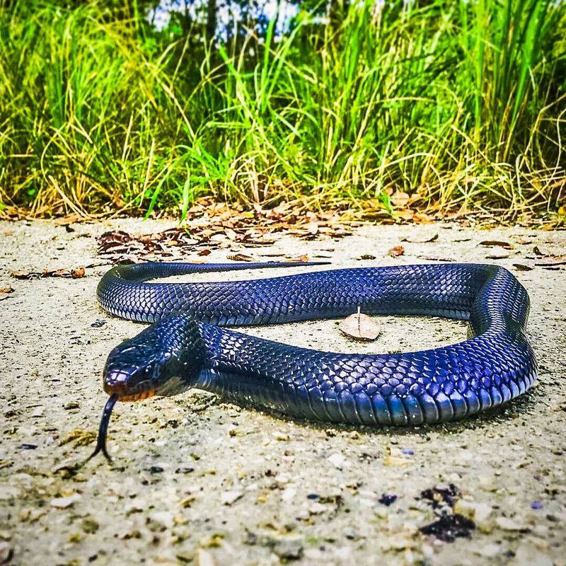 Eastern Indigo Snakes: Beneficial Predators