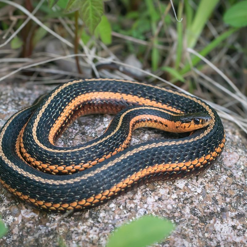 Butler's Garter Snakes