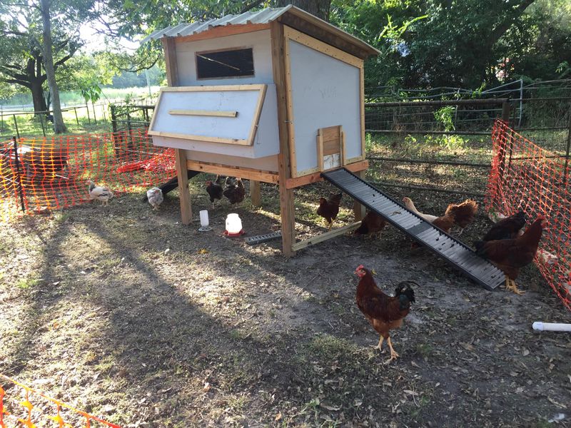 Chicken Coops and Beehives