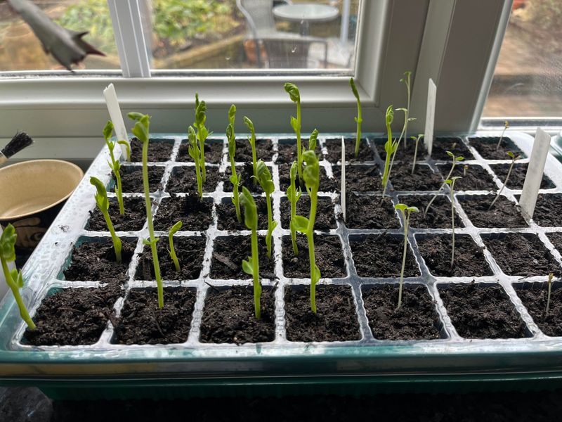 Avoid Transplant Shock And Root Damage