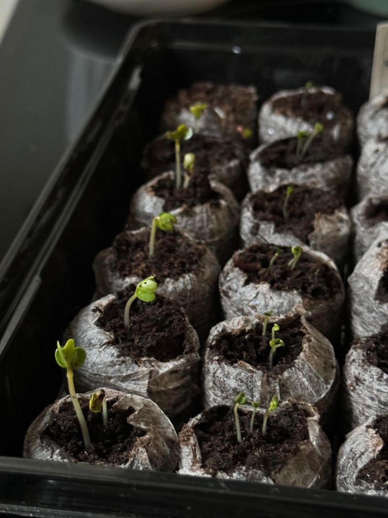 Which Seeds Work Best For Pre-Sprouting
