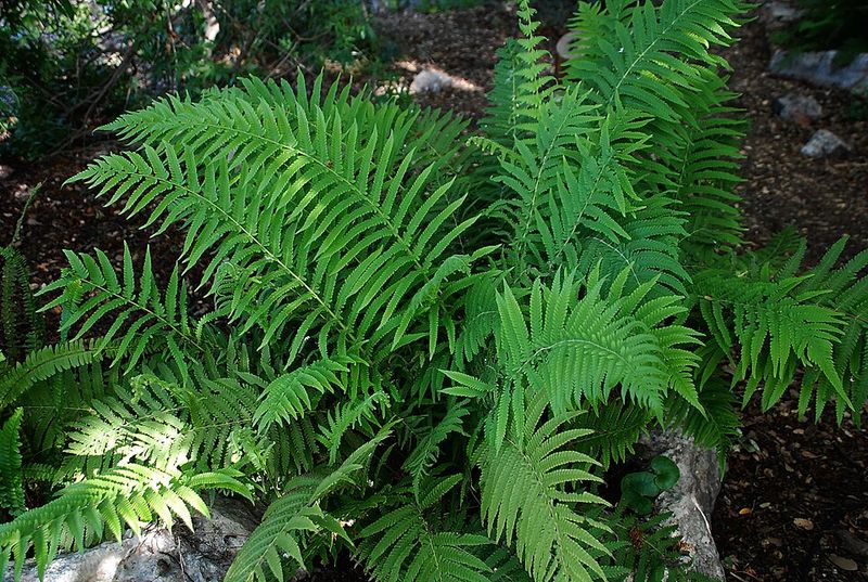 Southern Shield Fern (Thelypteris kunthii)
