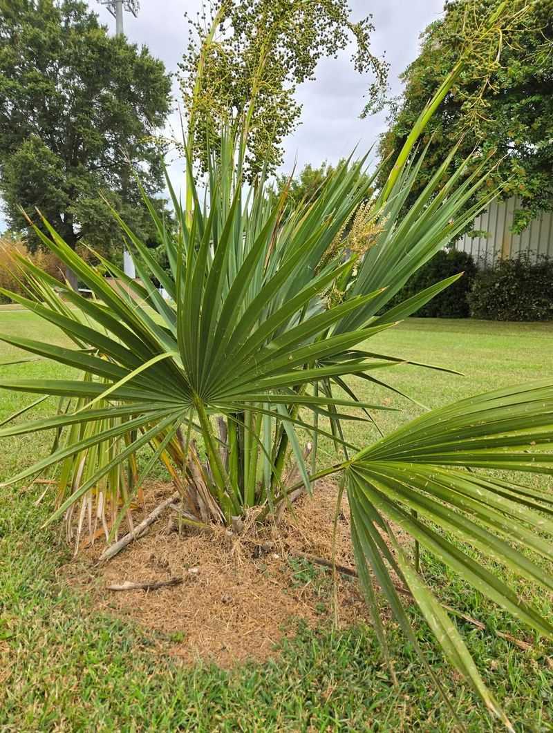 Dwarf Palmetto (Sabal Minor)