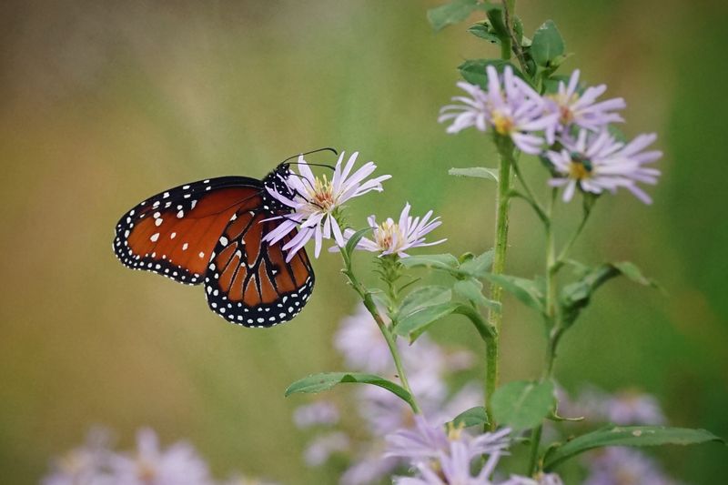 Elliott's Aster Provides Late-Season Flowers When Other Plants Are Finished