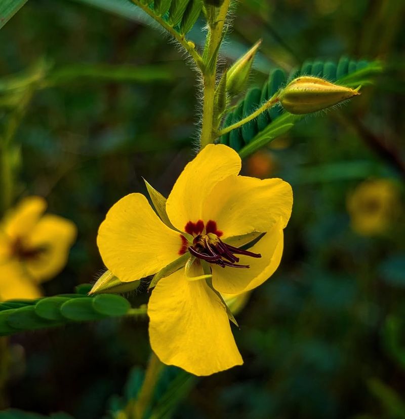 Partridge Pea Feeds Pollinators And Improves Soil