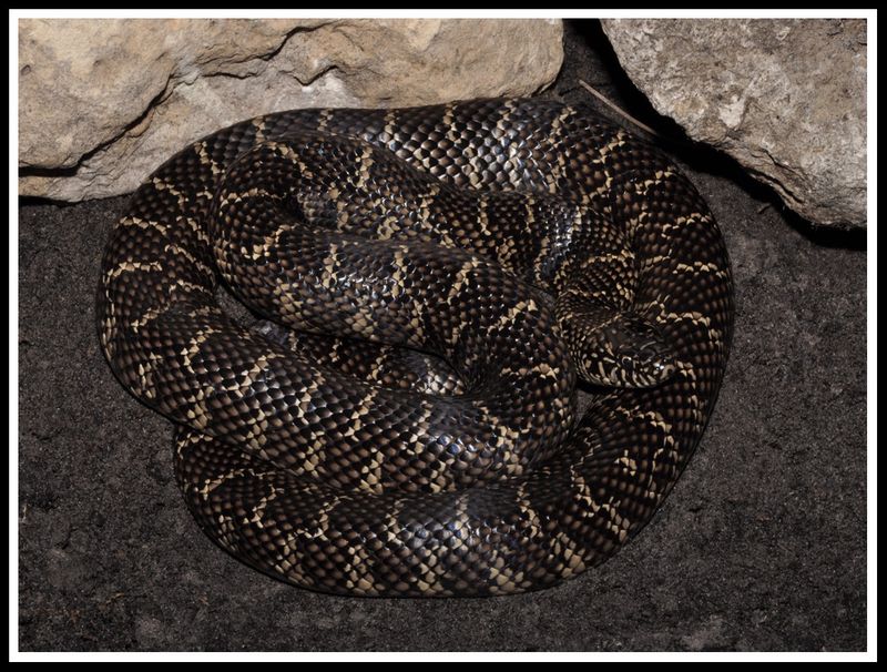 Kingsnake Patterns Create Serious Identification Mix-Ups