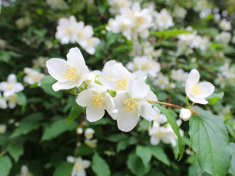 Mock Orange