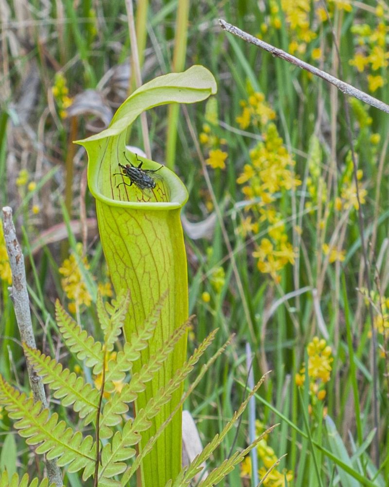 Green Pitcher Plant