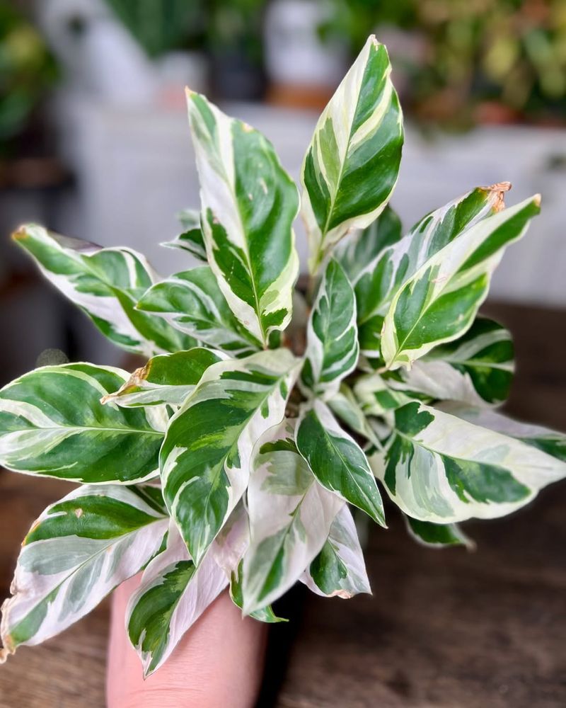 Calathea White Fusion
