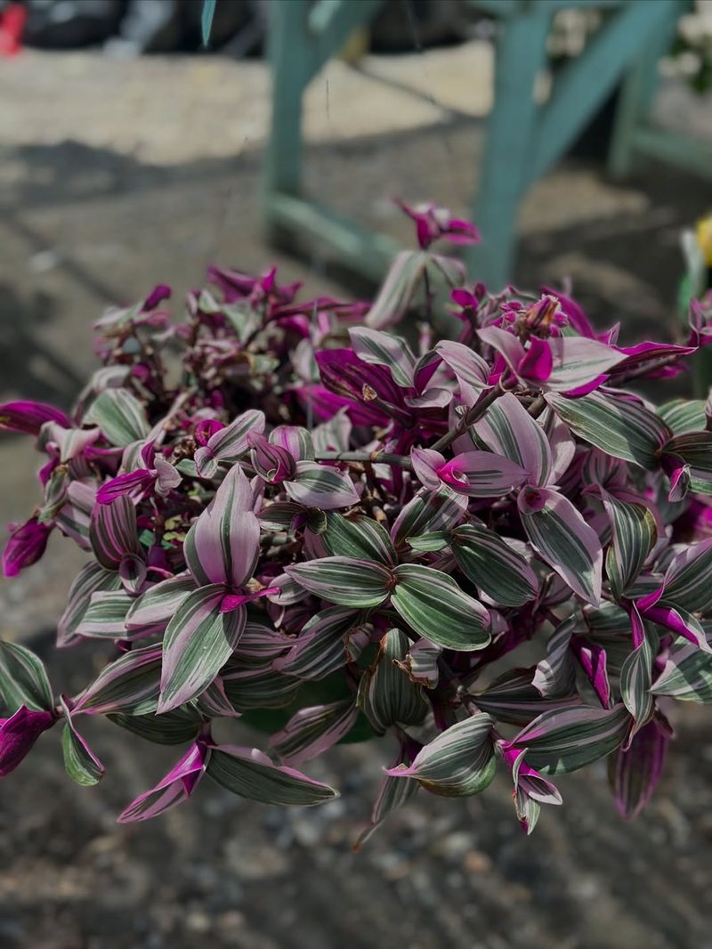 Tradescantia Zebrina (Wandering Jew)