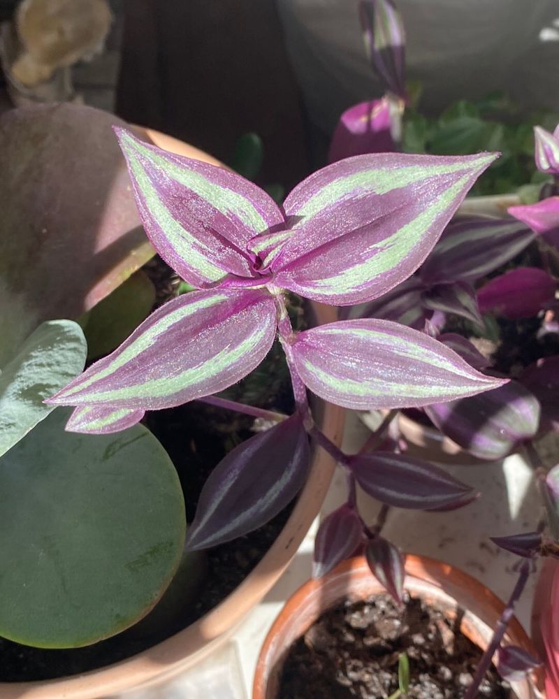 Tradescantia Zebrina (Wandering Jew)