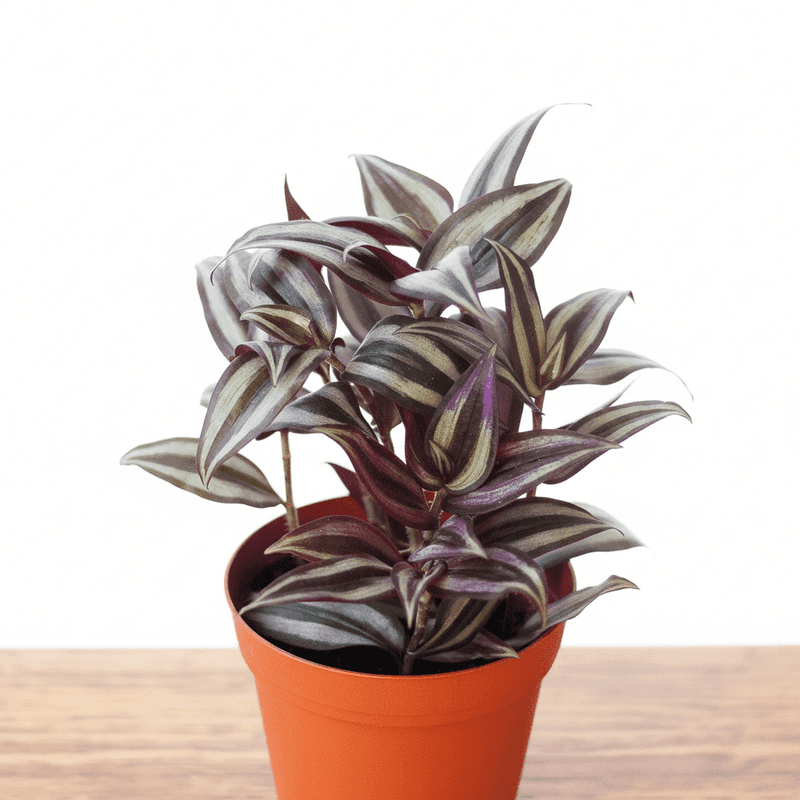 Tradescantia Zebrina