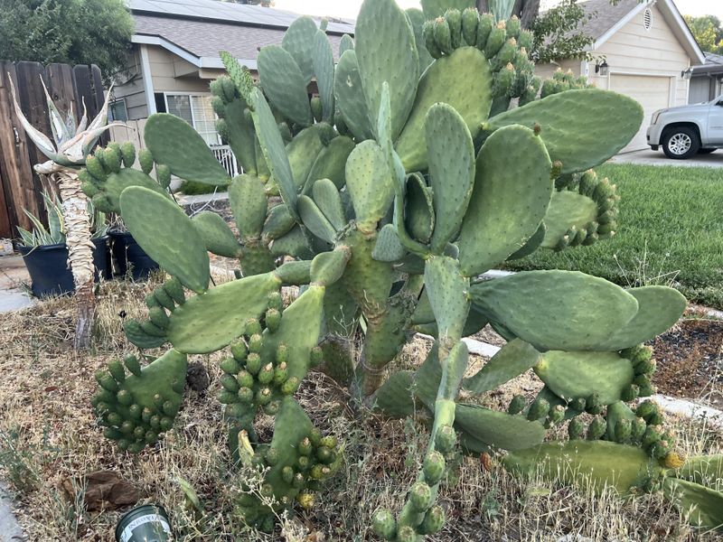 Tall, Stretched Growth Points To Not Enough Light