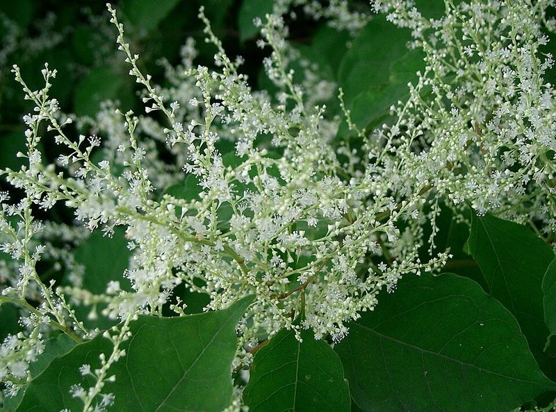 Japanese Knotweed (Reynoutria japonica)