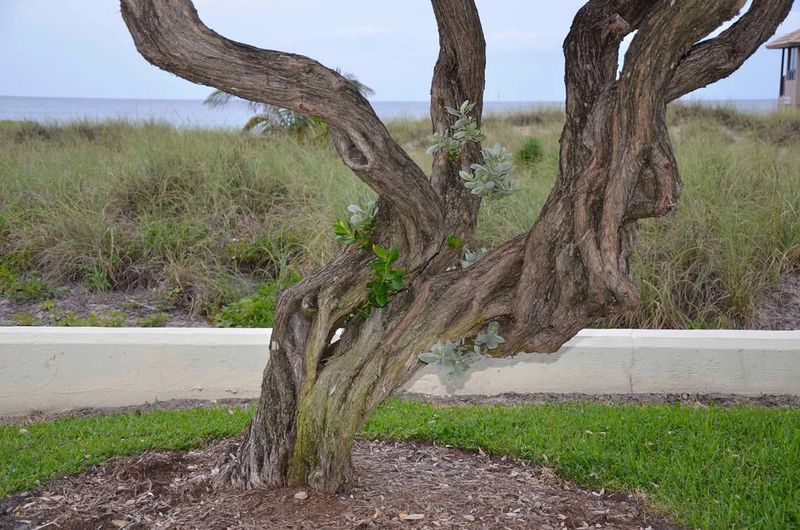 Buttonwood Trees Often Regulated Along Shorelines