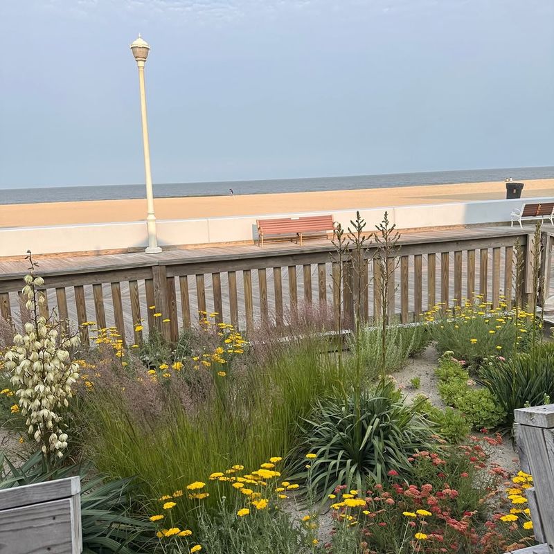 Dune Grass (Elymus mollis)