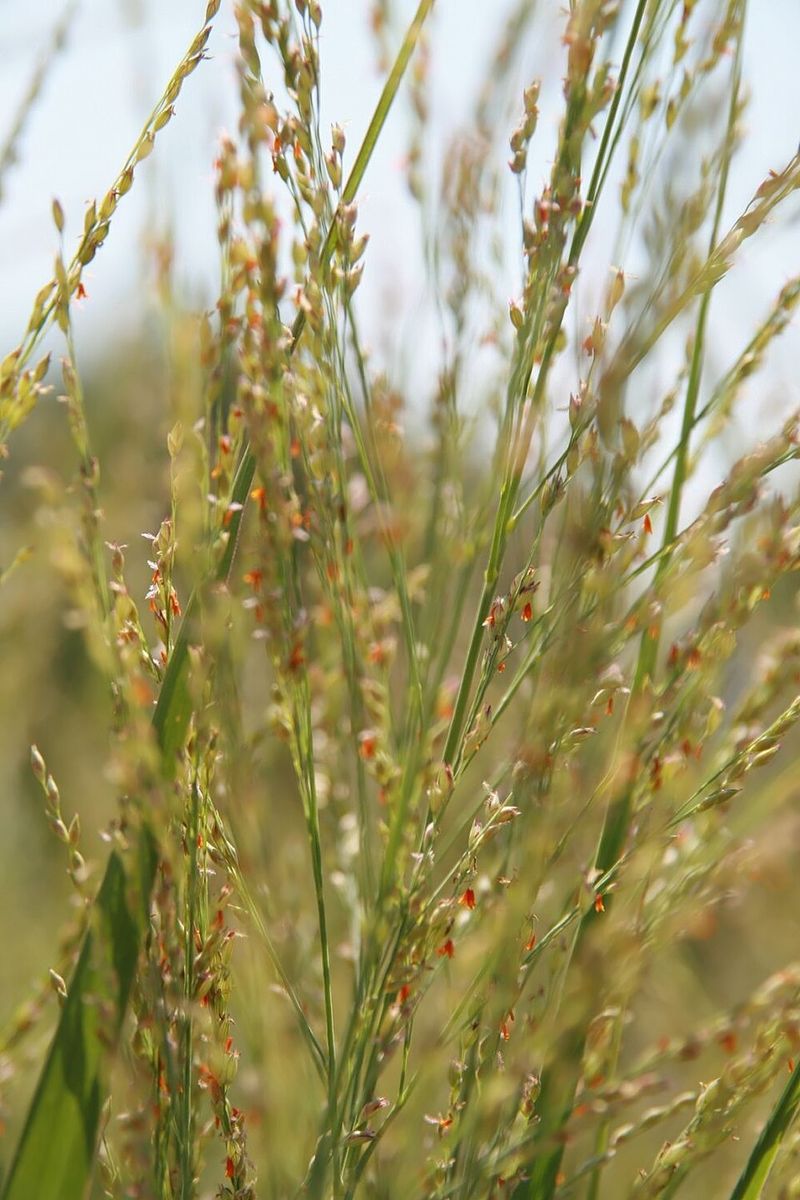 Switchgrass (Panicum virgatum)