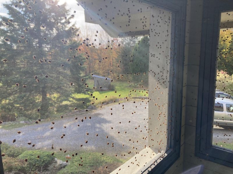 Vacuuming Is The Safest Removal Method Indoors