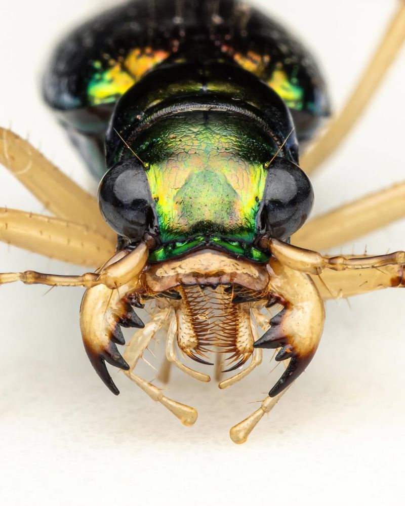 They Inspire Curiosity About Local Biodiversity