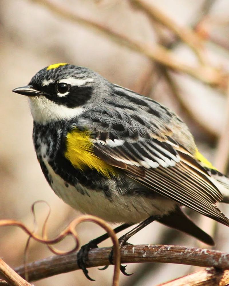 How North Florida Backyards Support Birds