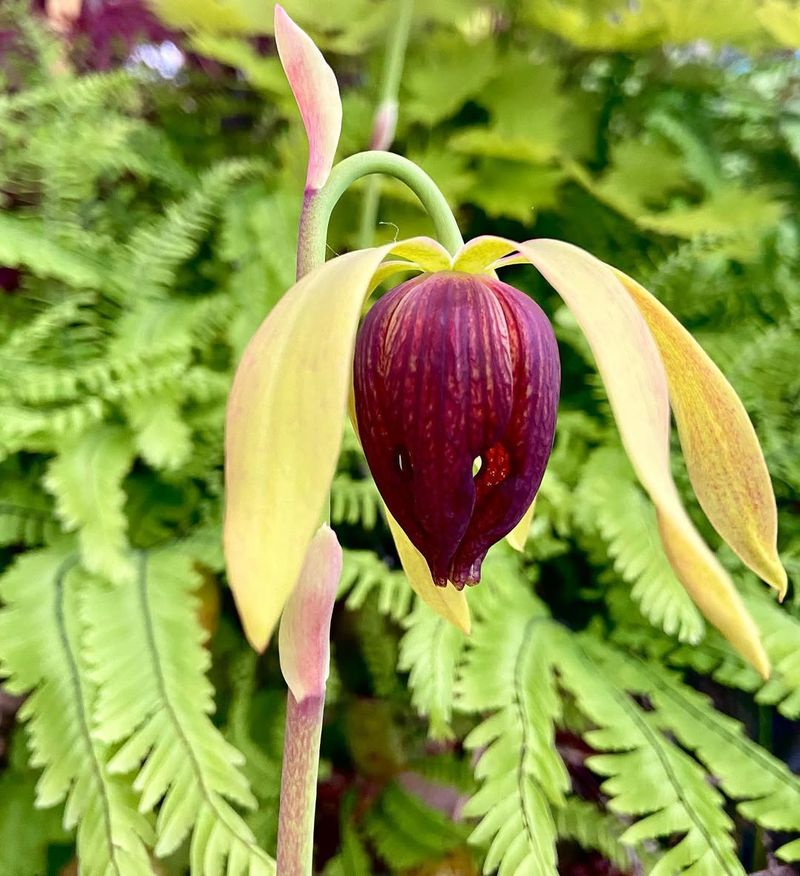 Pollination And Reproduction Strategies