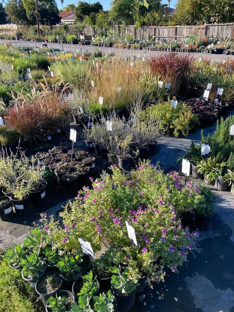 Plant Drought-Tolerant Native Species For Year-Round Color