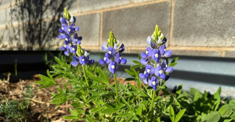 bluebonnet