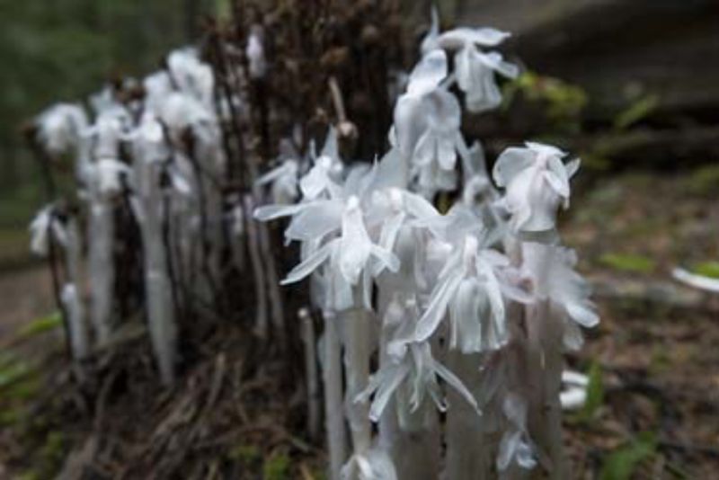 Symbiotic Tree Growth