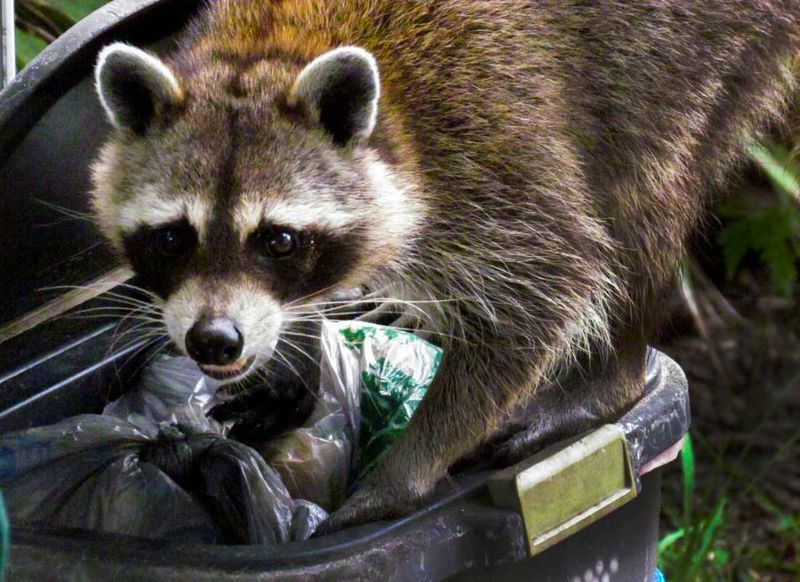 Relocating Raccoons Often Makes The Problem Worse