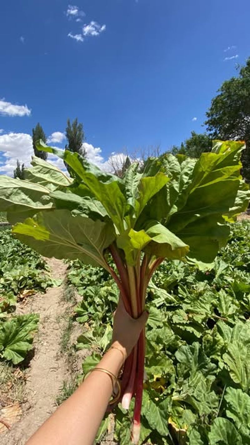 Moisture Patterns That Affect Rhubarb Yield
