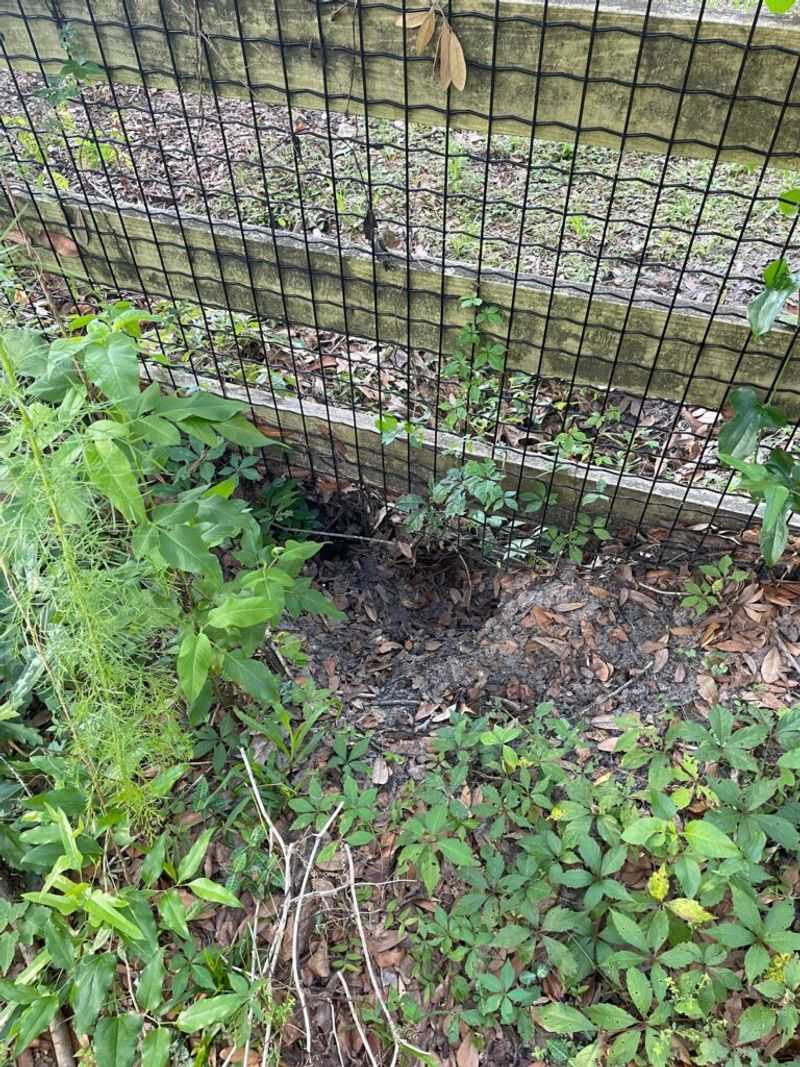 Encourage Natural Deterrents Through Yard Maintenance