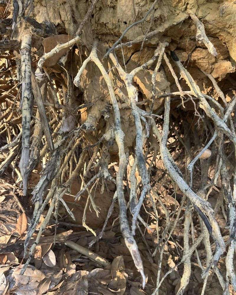 Check Tree Stability